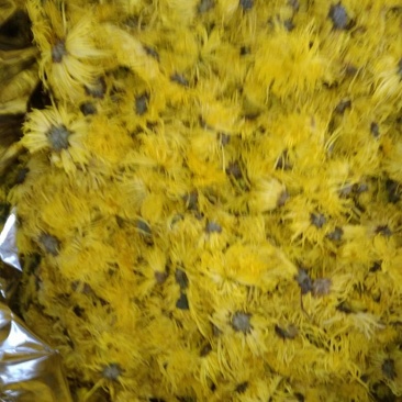 菊花茶三级