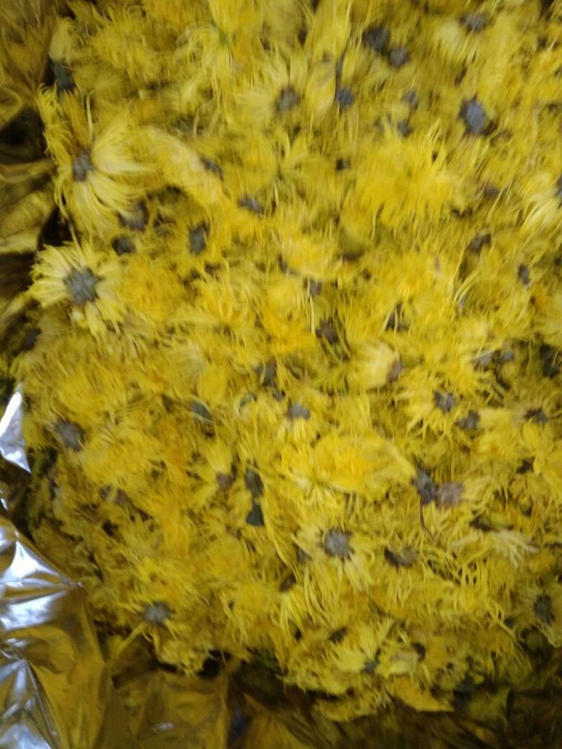 菊花茶三级