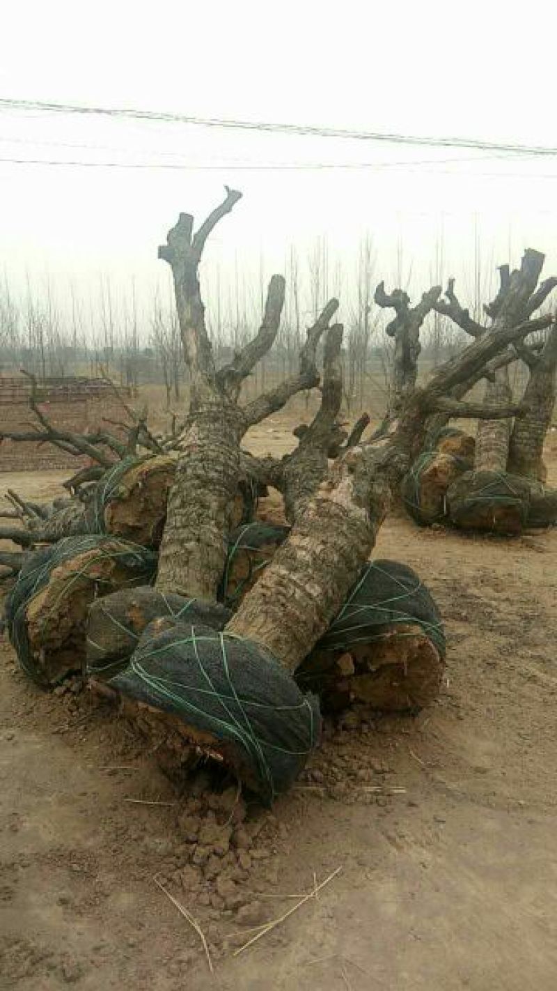百年古枣树树形稀奇古怪30-100公分枣树