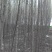 榆树2~4cm4cm以下3~3.5m