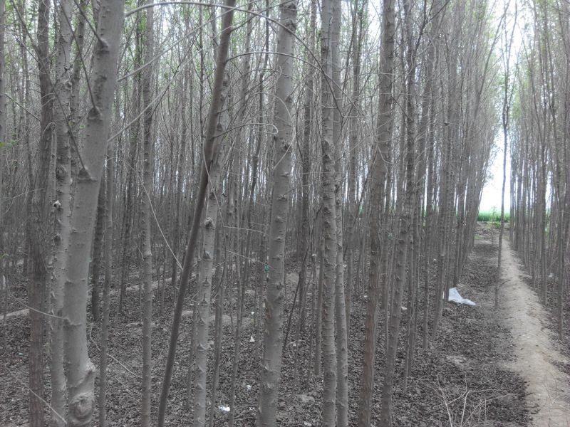 榆树2~4cm4cm以下3~3.5m