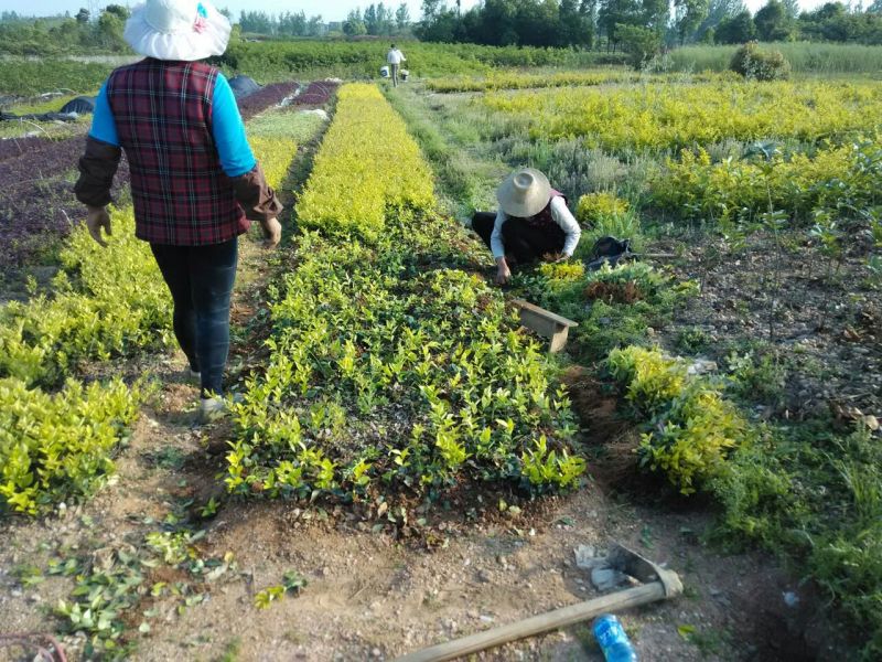 金森女贞金森女贞苗园林绿化工程色块苗自产自销批发价包邮