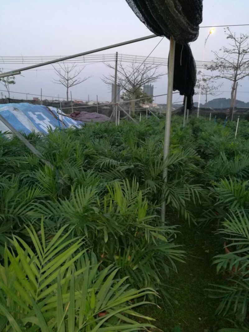 夏威夷