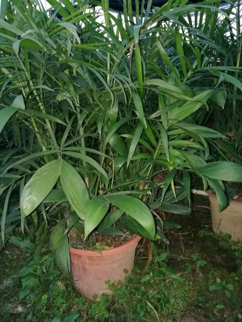 夏威夷