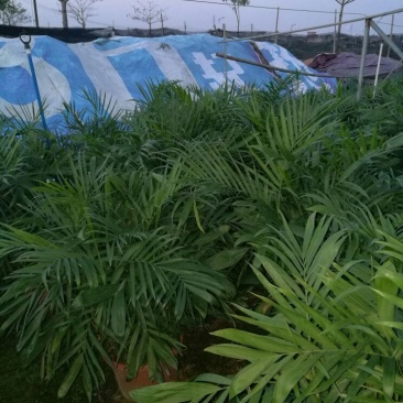 夏威夷