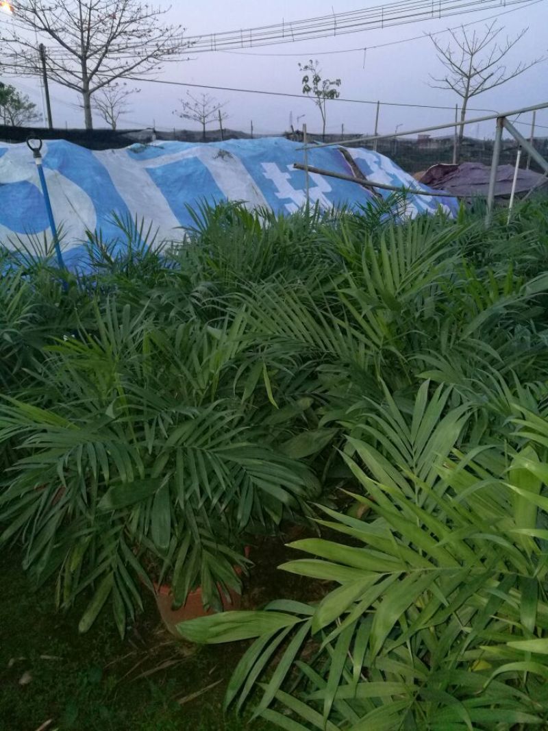 夏威夷