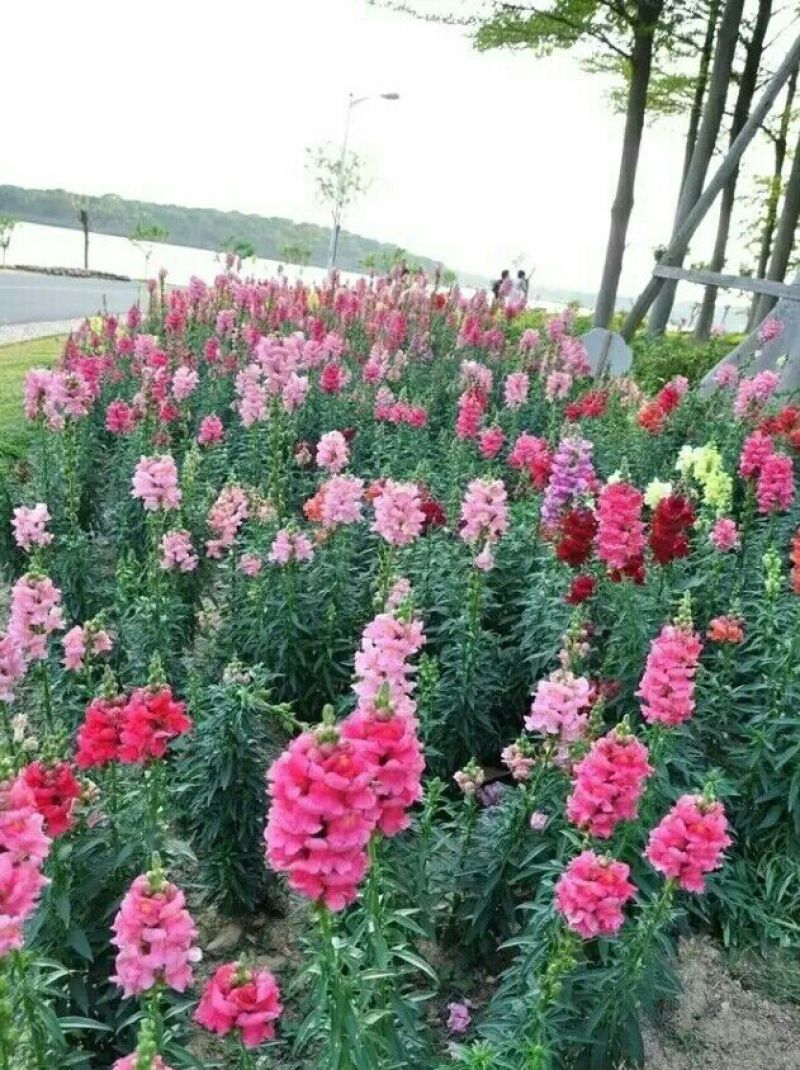 金鱼草金鱼草种子