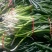 脱水大葱净葱1cm左右25cm以下