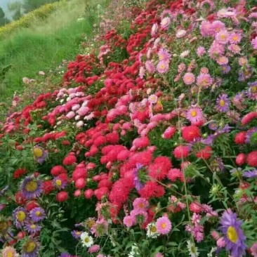 翠菊翠菊种子