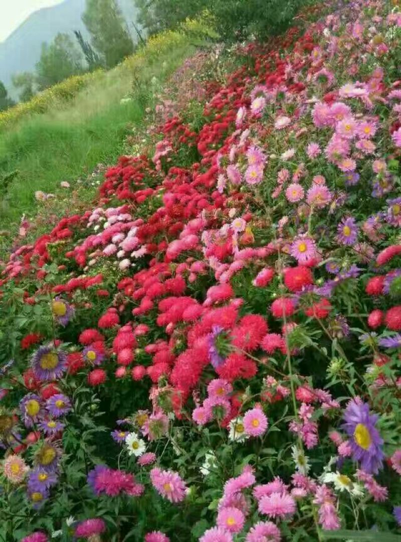翠菊翠菊种子