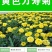 万寿菊种子