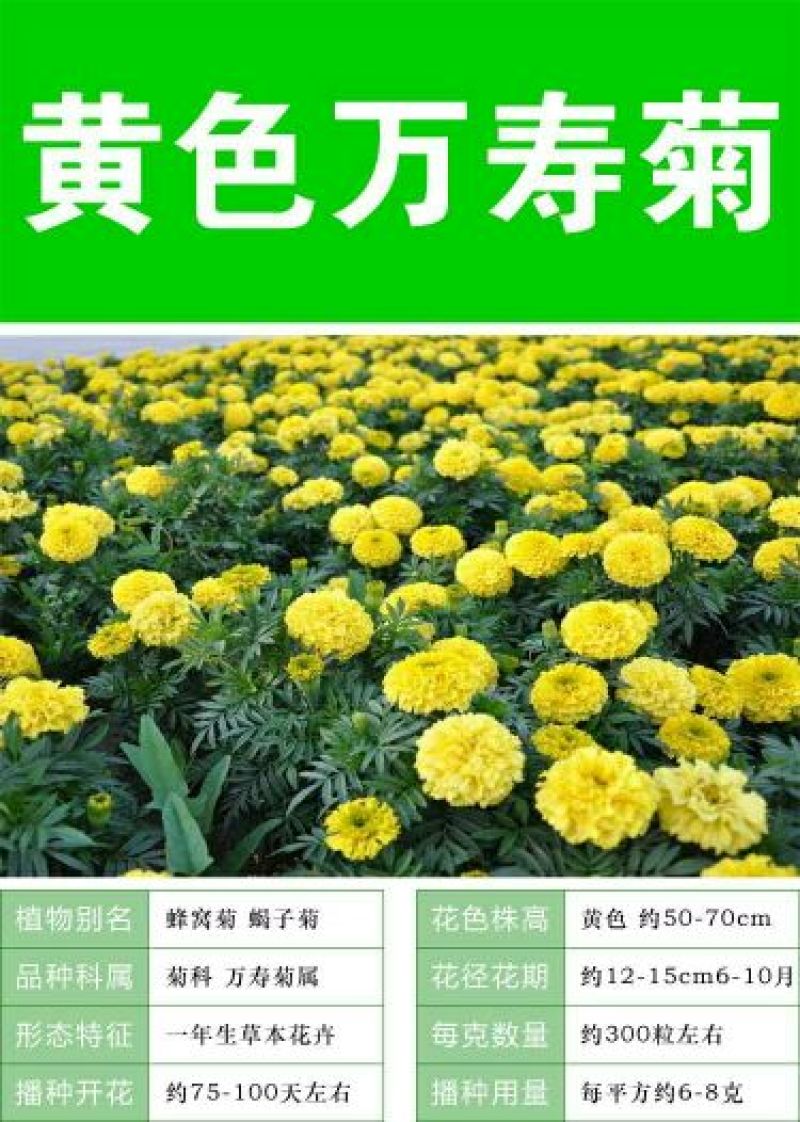 万寿菊种子