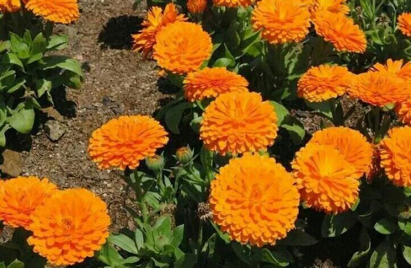 金盏菊