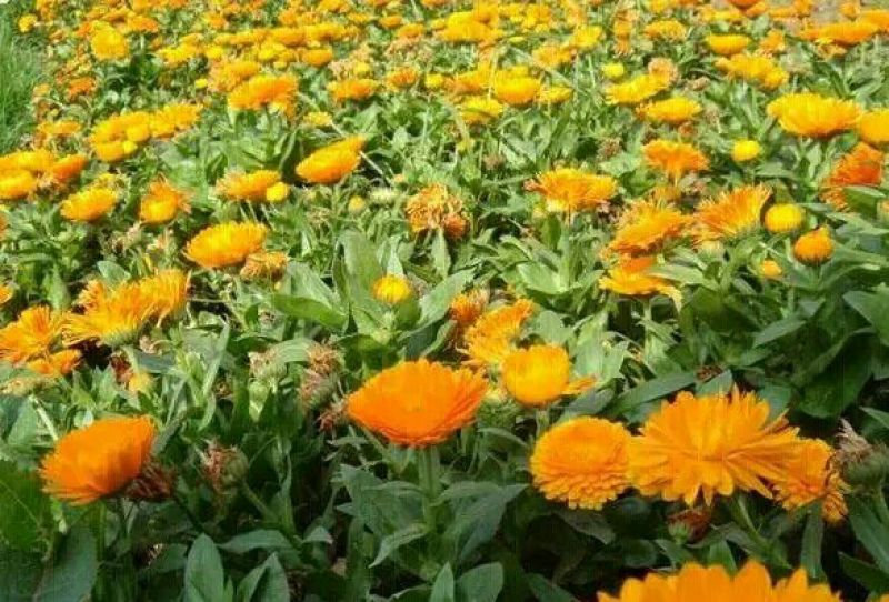 金盏菊