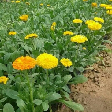 金盏菊