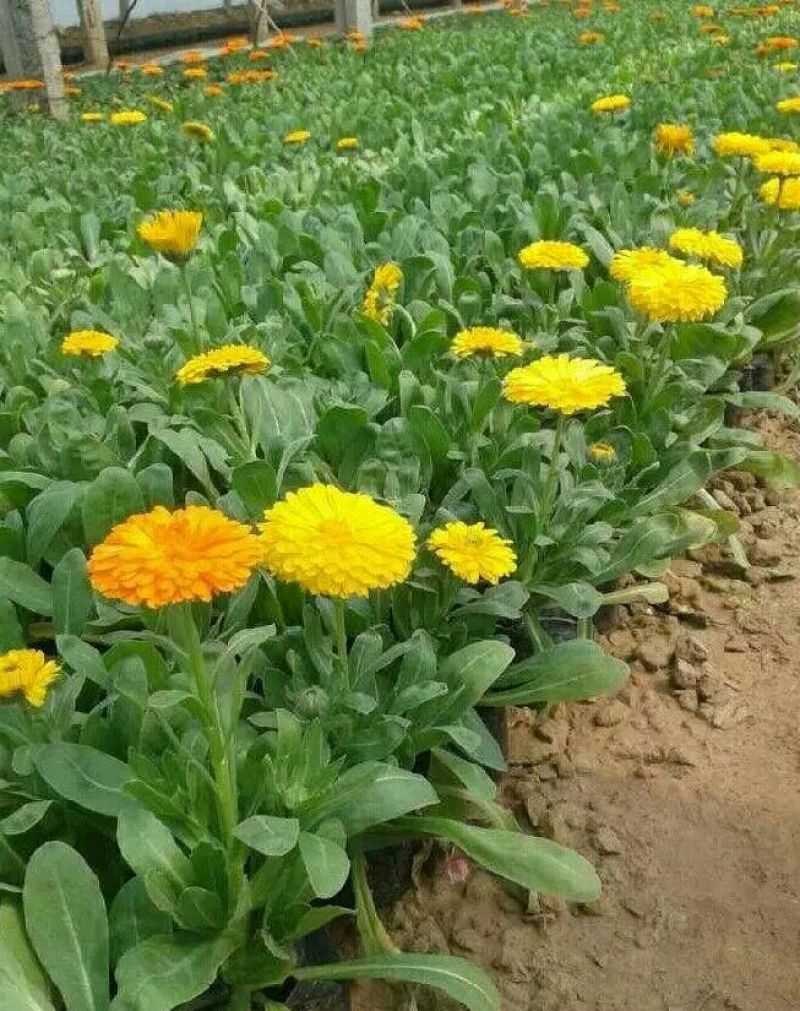 金盏菊
