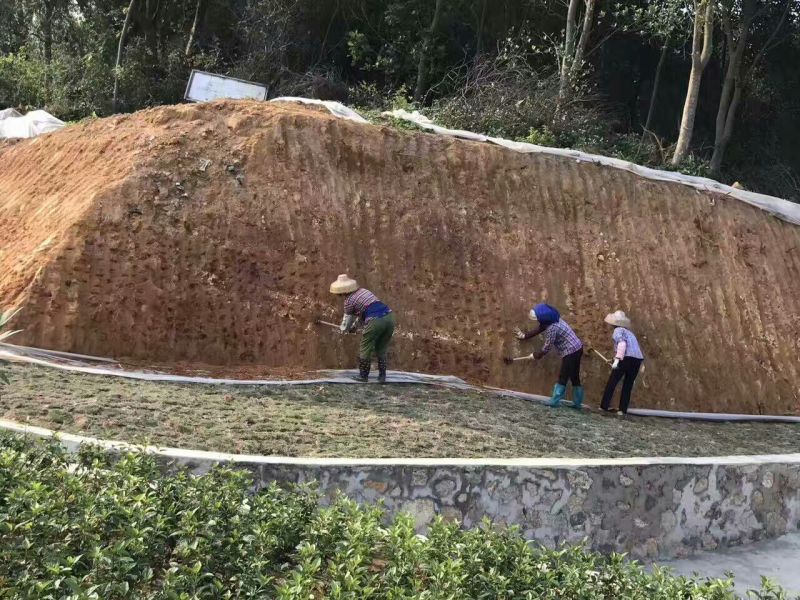 高羊茅草种98%以上