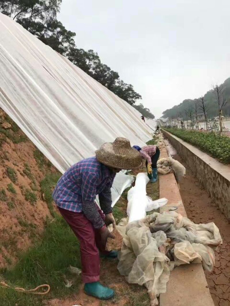 高羊茅草种98%以上