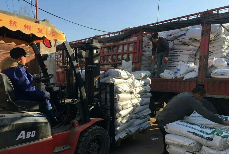 高羊茅草种98%以上