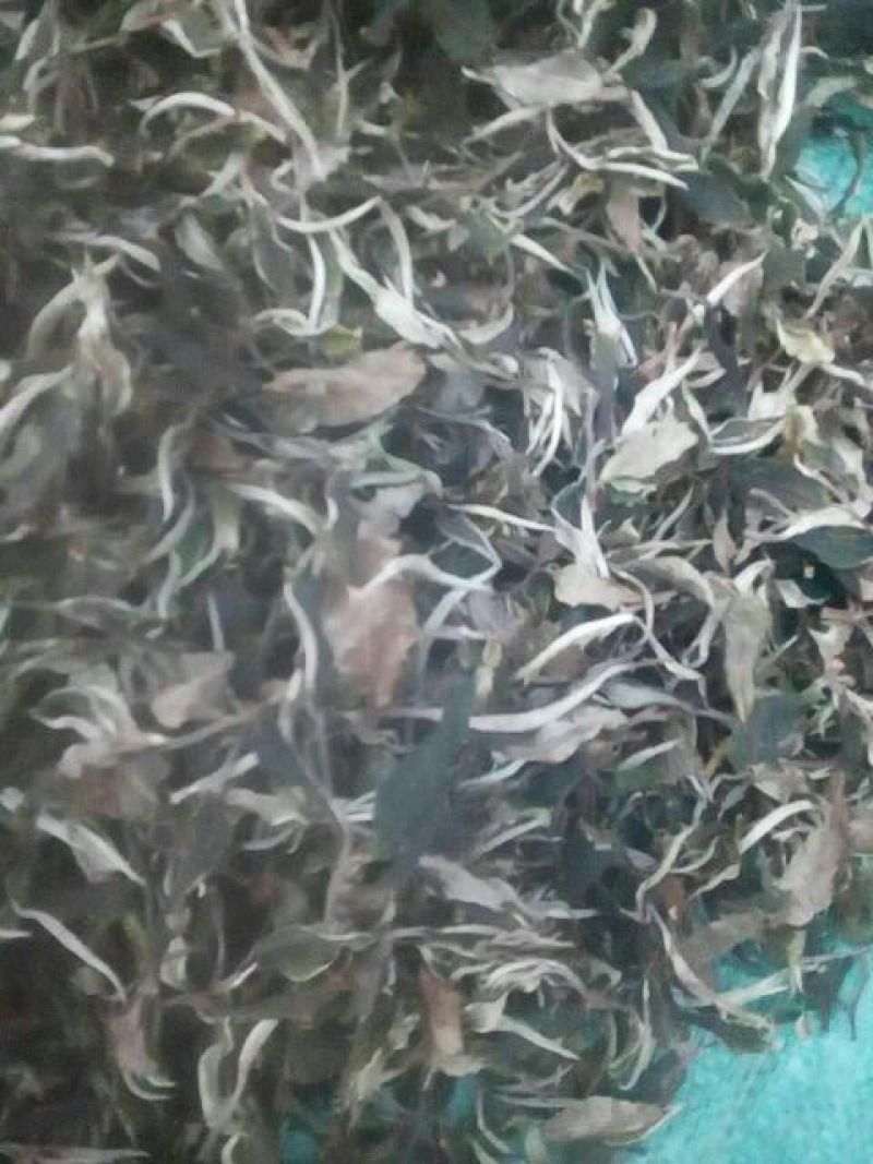 月光白三级