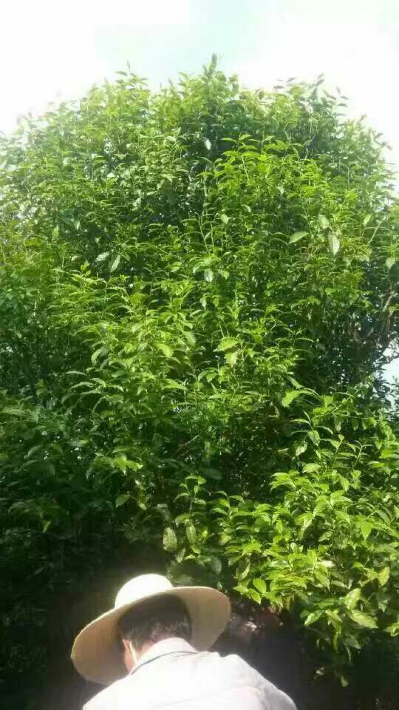 月光白三级