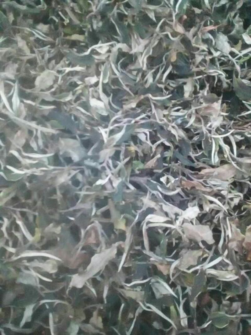 月光白三级