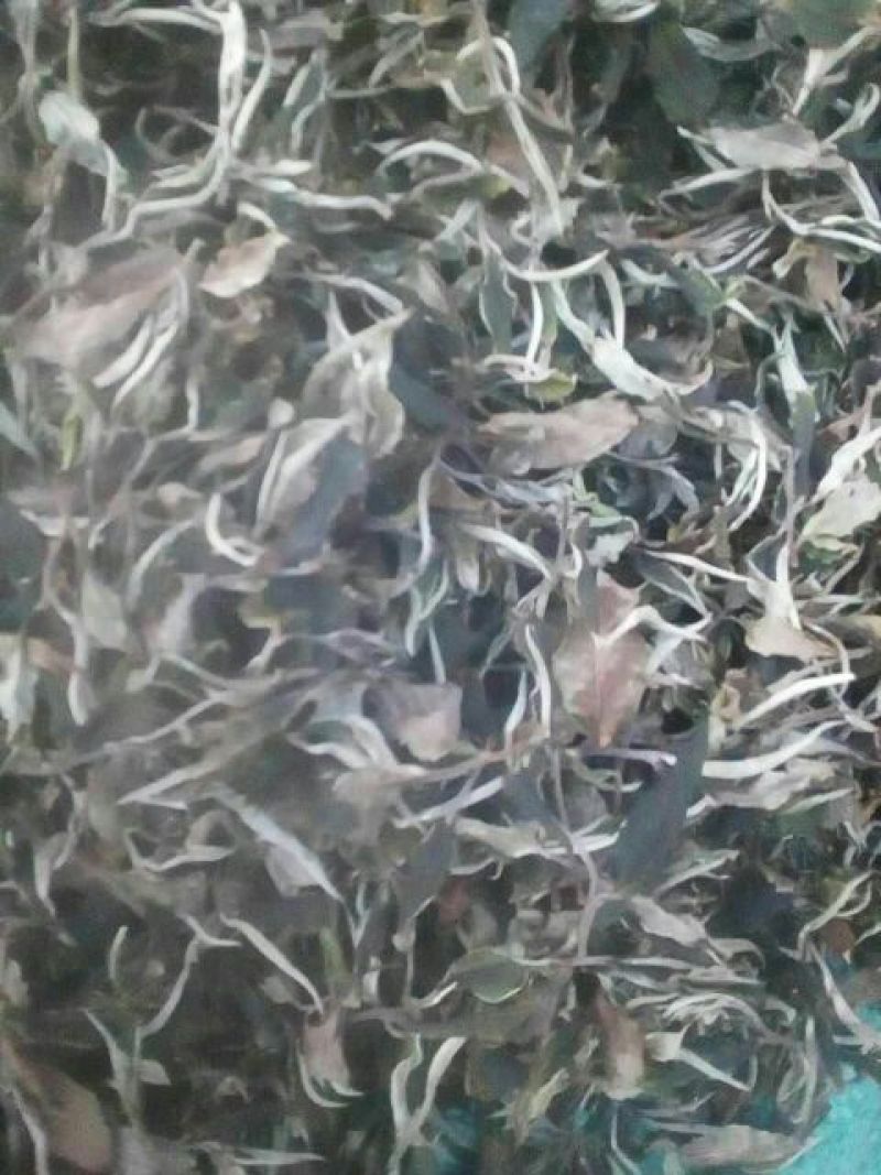月光白三级