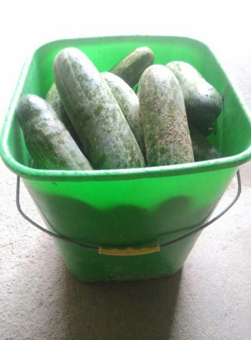黄瓜18~22公分鲜花带刺