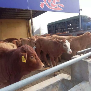 鲁西黄牛100~200kg