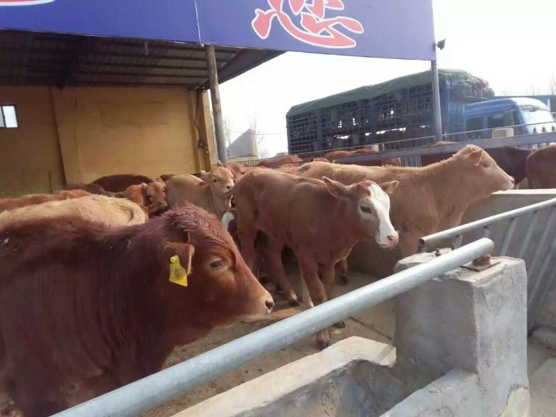鲁西黄牛100~200kg