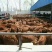 鲁西黄牛100~200kg