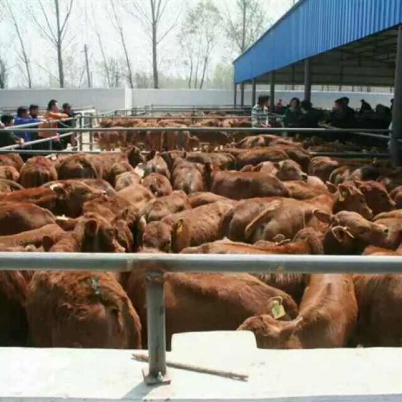 鲁西黄牛100~200kg