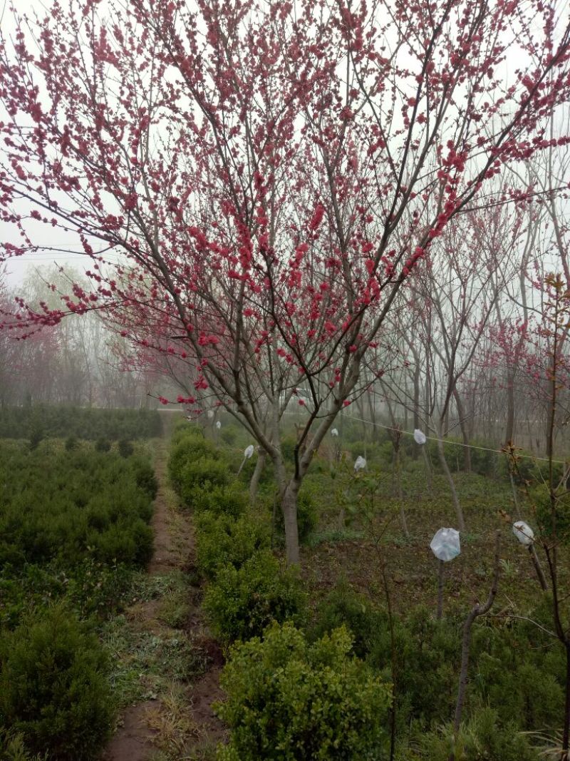 红叶碧桃8~10cm2.5~3米