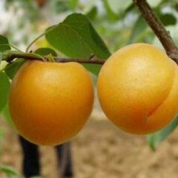 大棚金太阳杏丰源红杏45mm以上