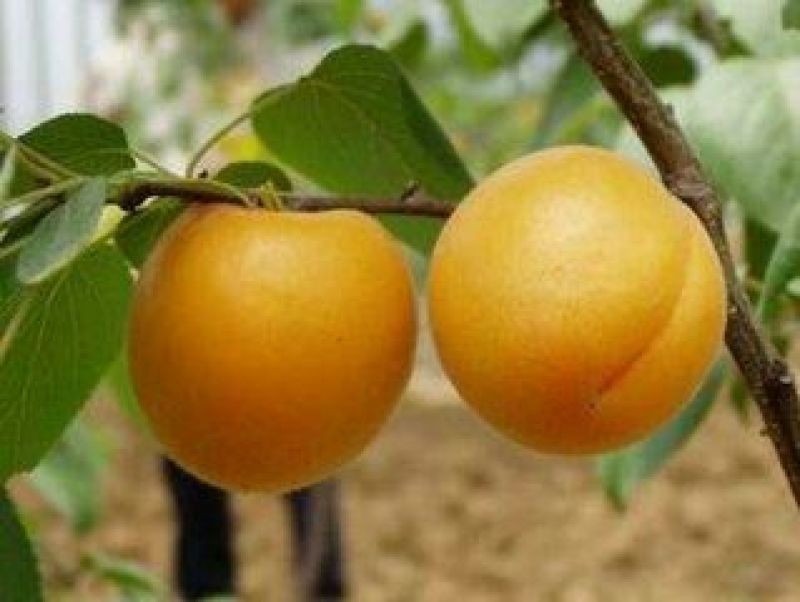 大棚金太阳杏丰源红杏45mm以上