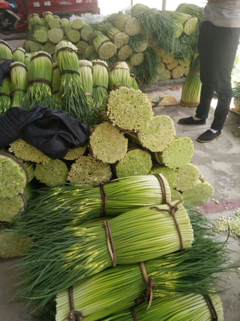 精品蒜薹50~90厘米口感好质量没的说保质保量
