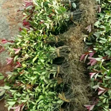 红叶石楠苗30~40cm