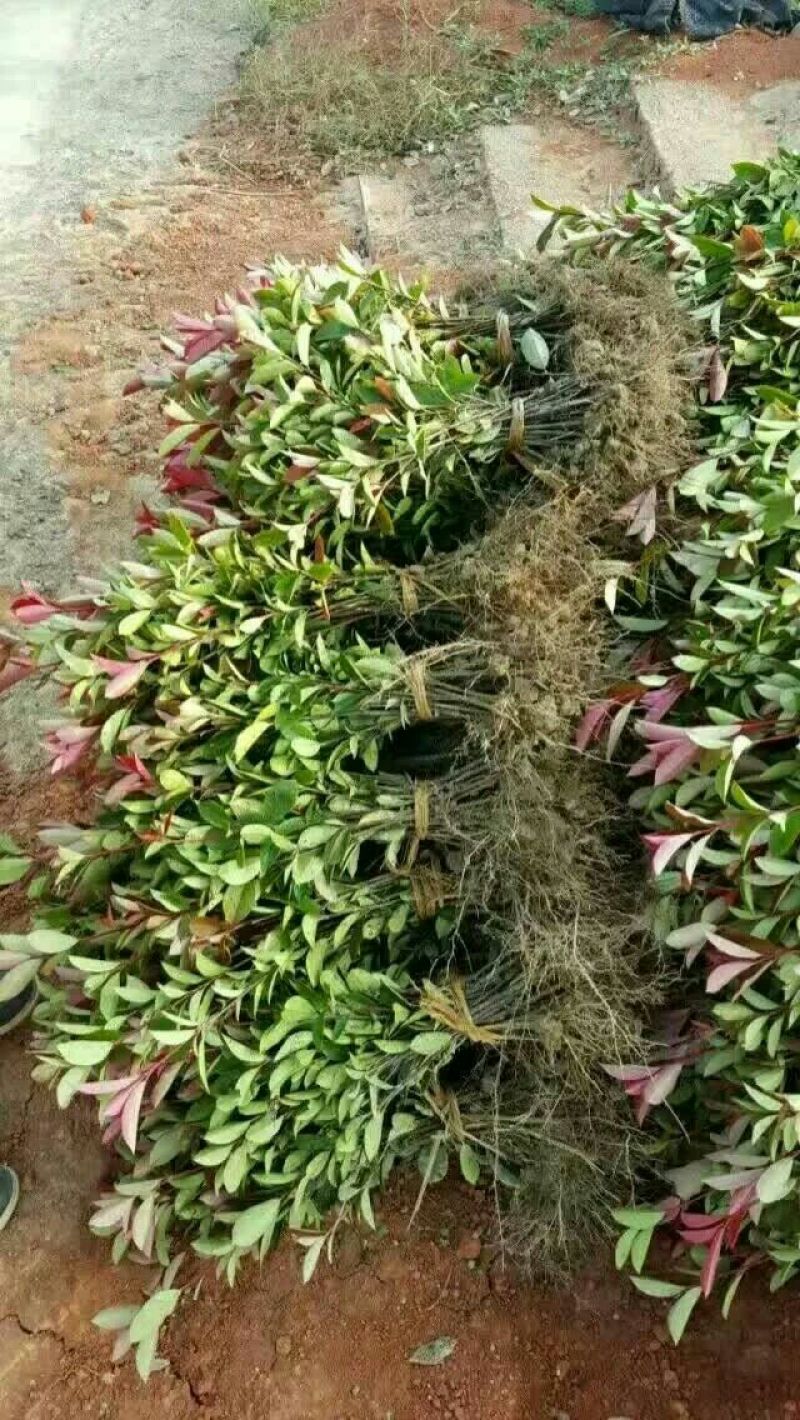 红叶石楠苗30~40cm