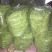 架豆王豆角20厘米以上