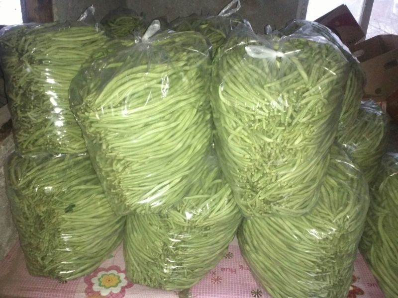 架豆王豆角20厘米以上