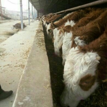 肉牛西门塔尔牛货到付款