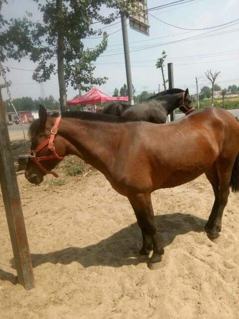 蒙古马400~500kg