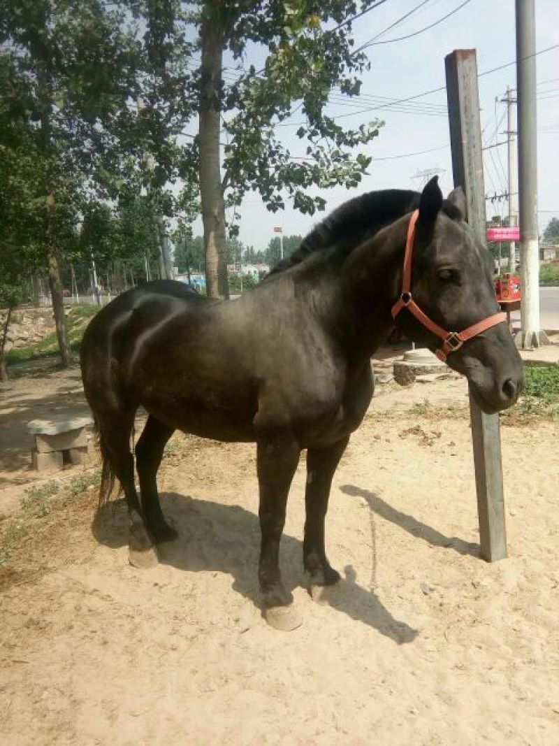 蒙古马400~500kg