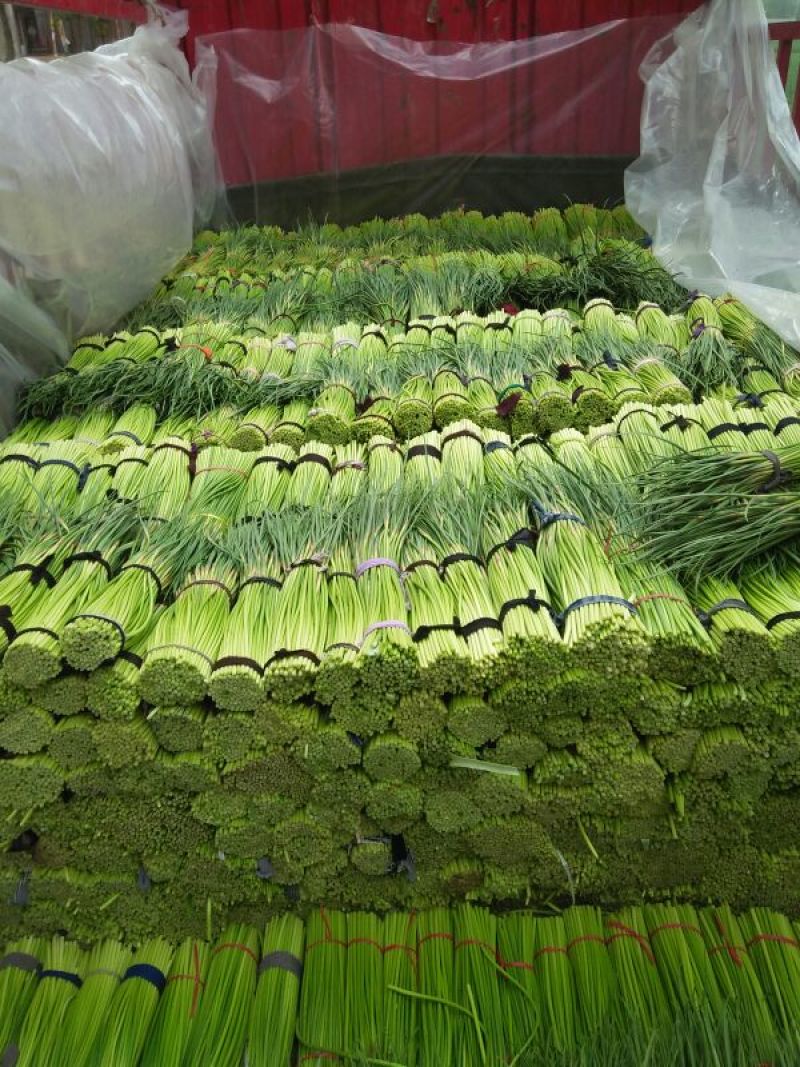 蒜薹通货40~50厘米