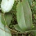菝葜
