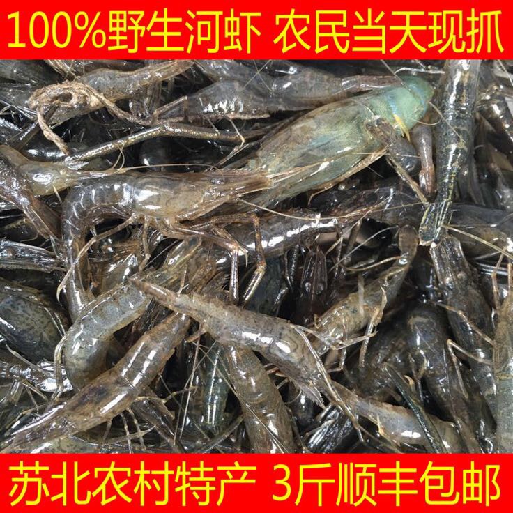 草虾新鲜草虾河虾淡水虾湖虾