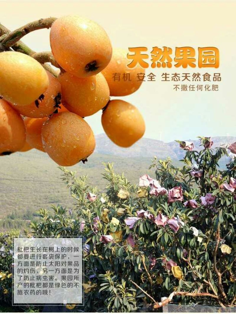 大五星枇杷蒙自枇杷迷你果