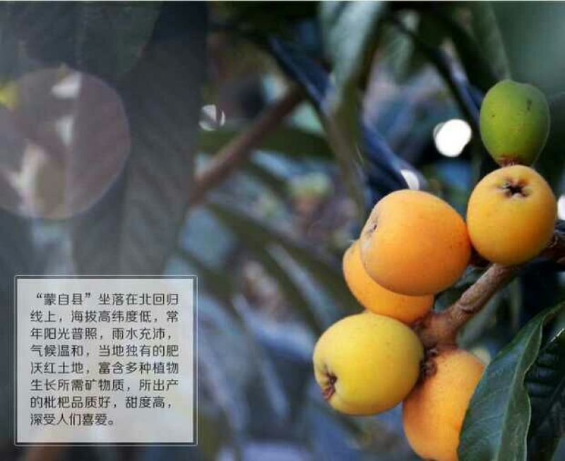 大五星枇杷蒙自枇杷迷你果