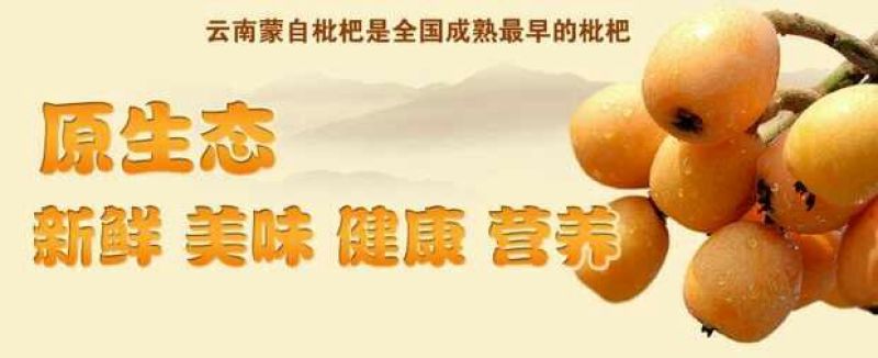 大五星枇杷蒙自枇杷迷你果