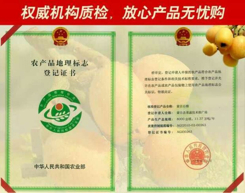 大五星枇杷蒙自枇杷迷你果